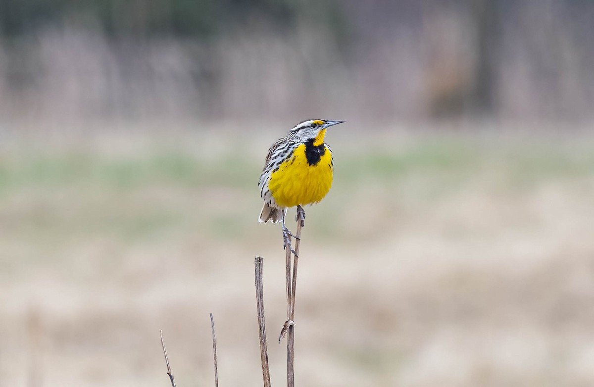 Eastern Meadowlark - ML633242888