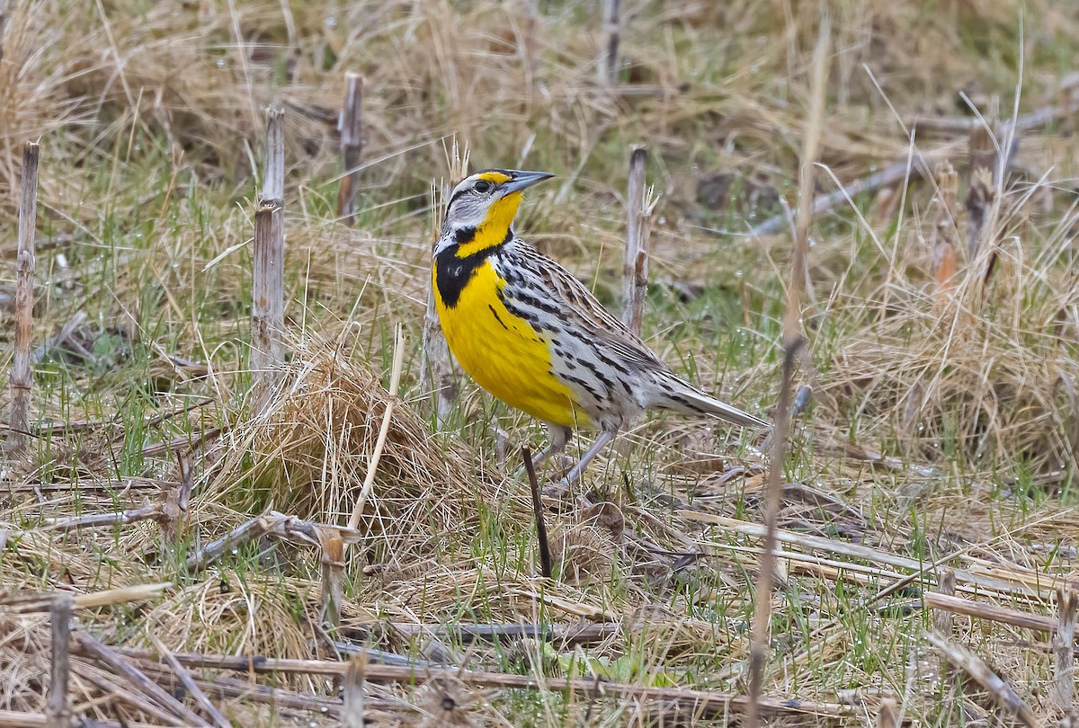 Eastern Meadowlark - ML633242889