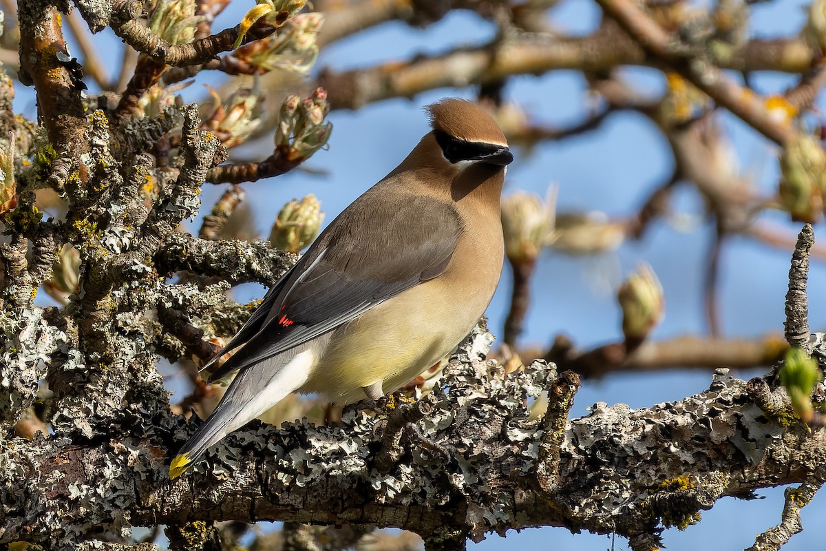 Cedar Waxwing - ML633242901