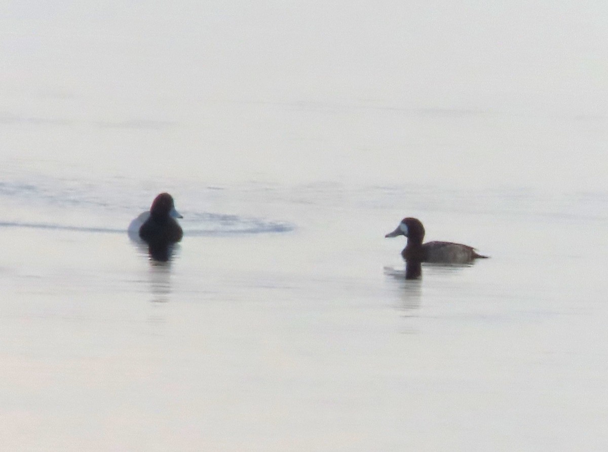 Greater Scaup - ML633243084