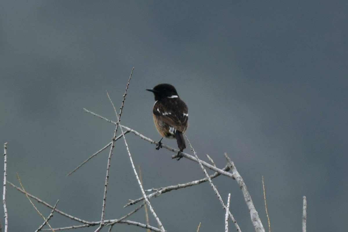European Stonechat - ML633243159