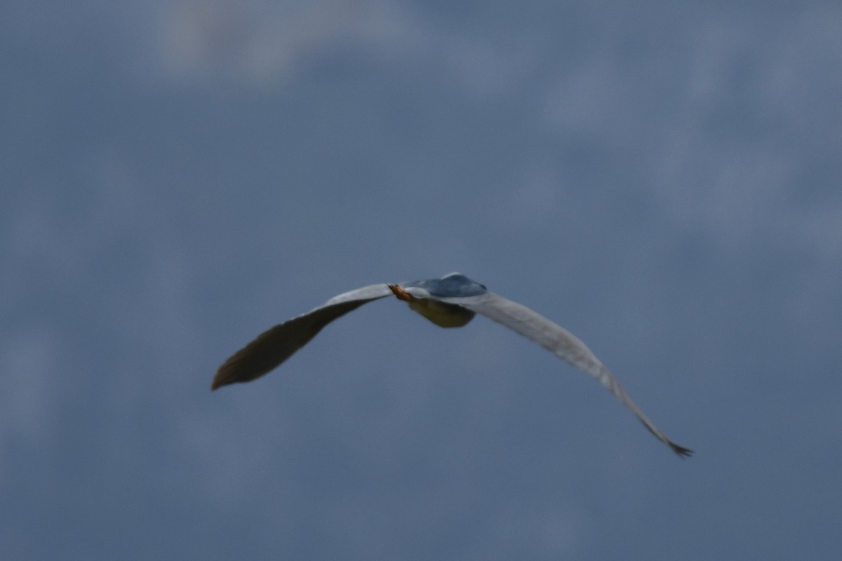 Black-crowned Night Heron - ML633243162