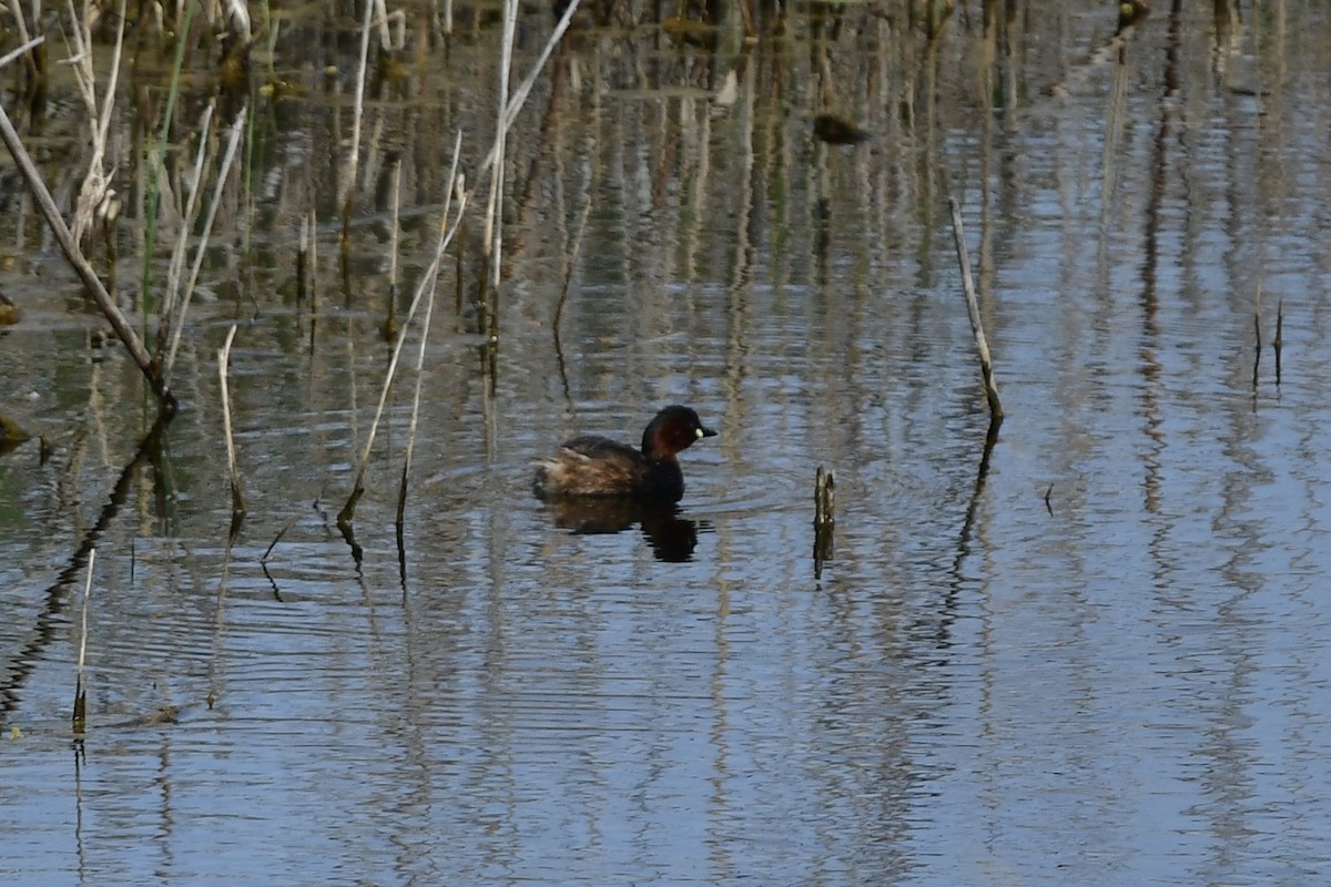 Little Grebe - ML633243219
