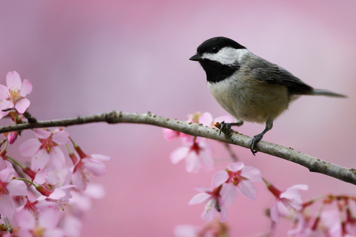 Carolina Chickadee - ML633243273