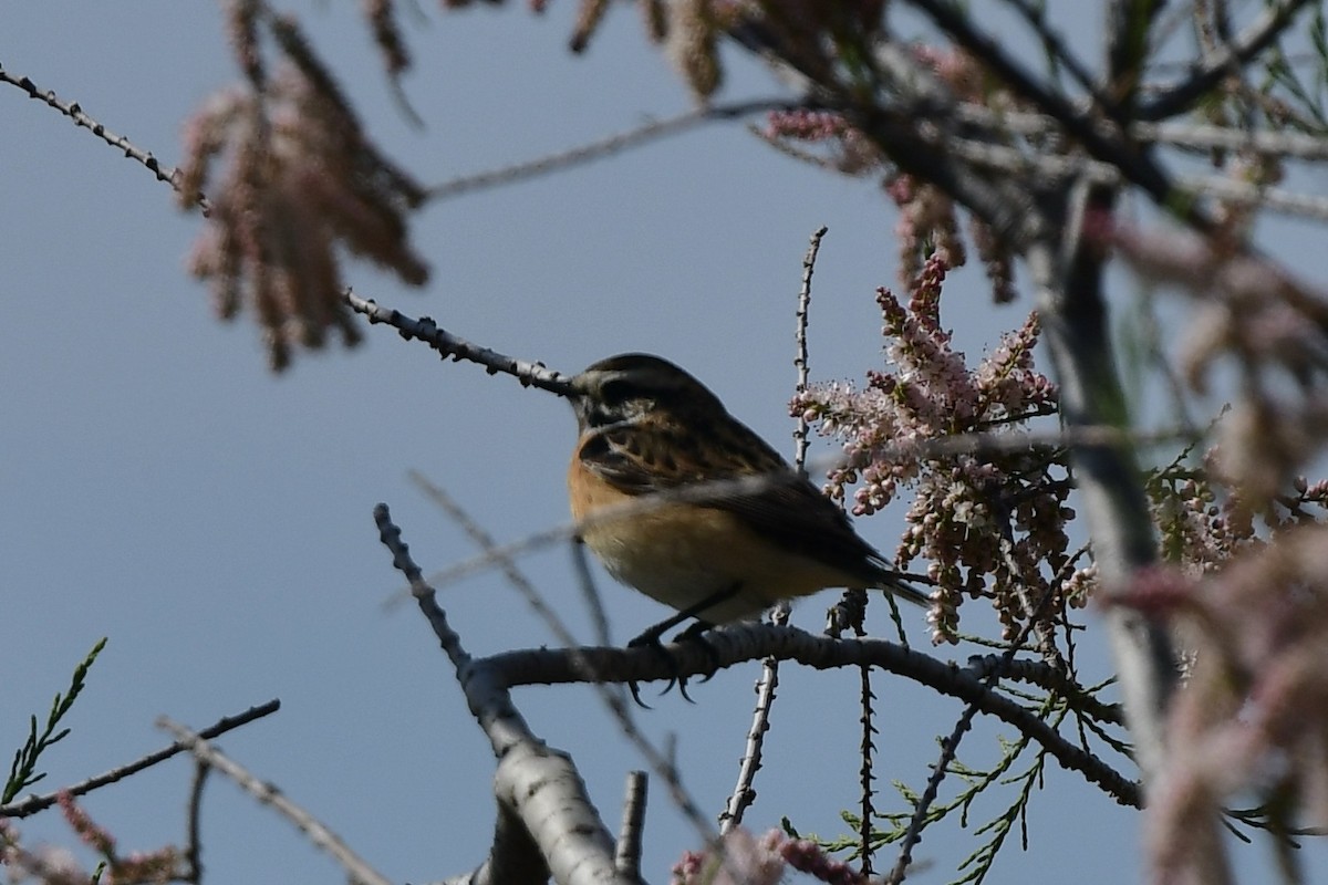 Whinchat - ML633243310