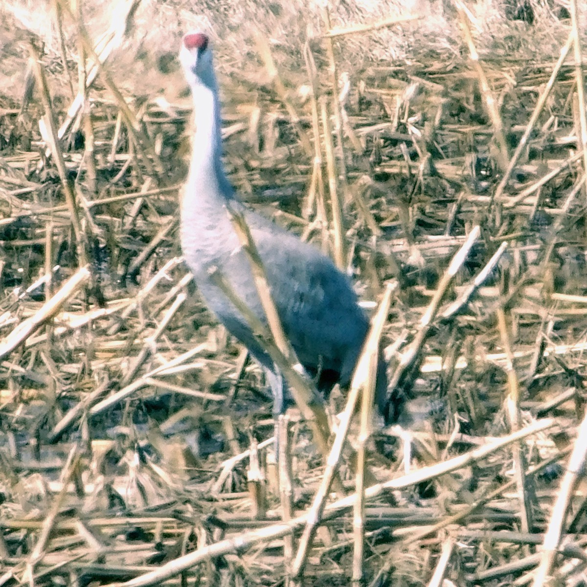 Sandhill Crane - ML633243528