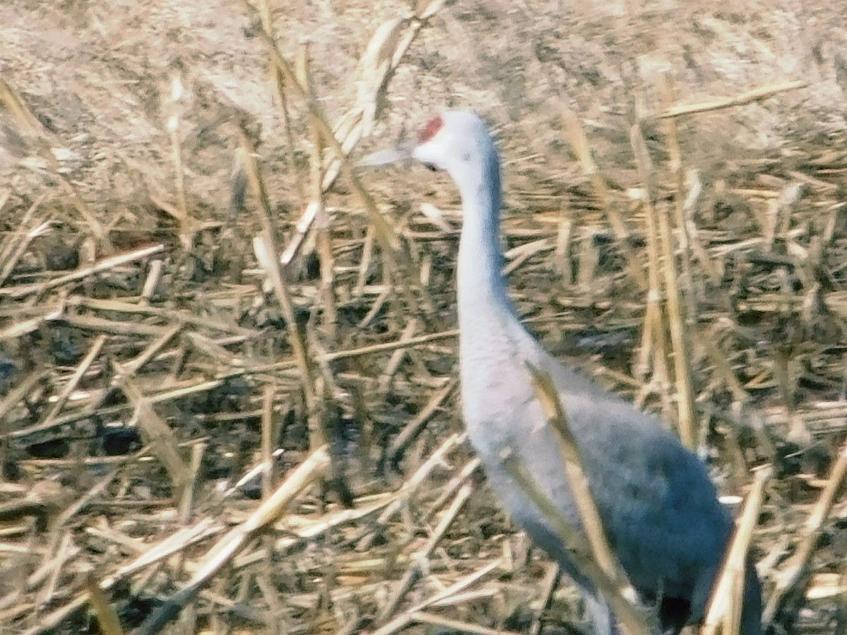 Sandhill Crane - ML633243548