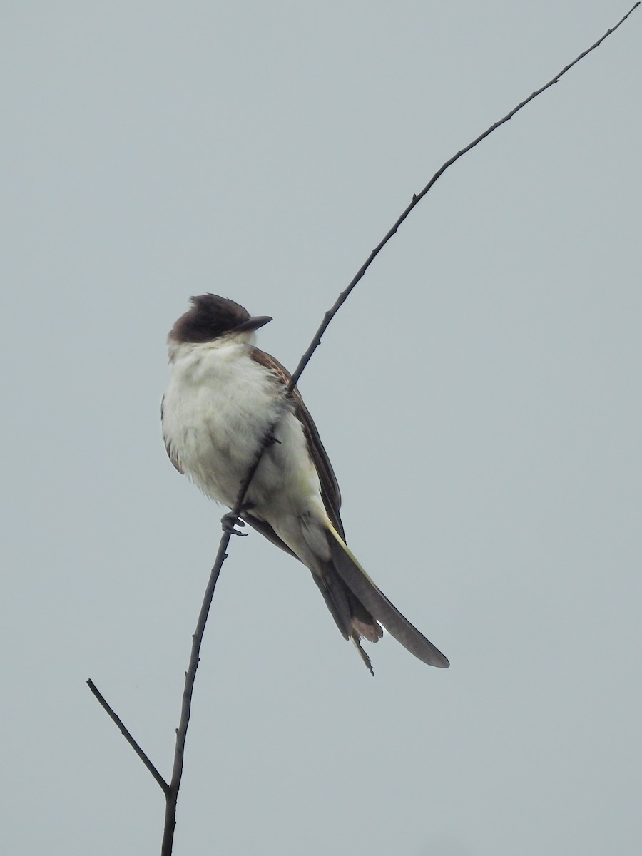Fork-tailed Flycatcher - ML633243604