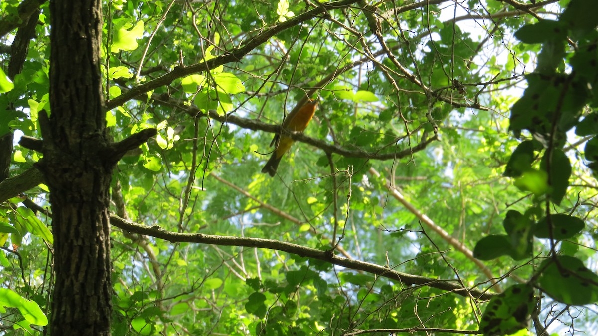 Flame-colored Tanager - ML633243666