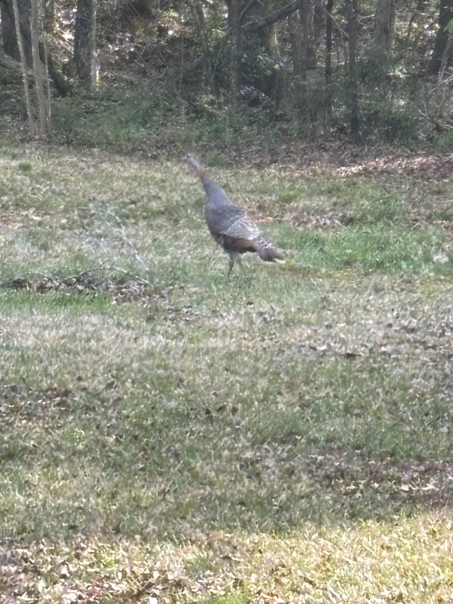 Wild Turkey - ML633243718