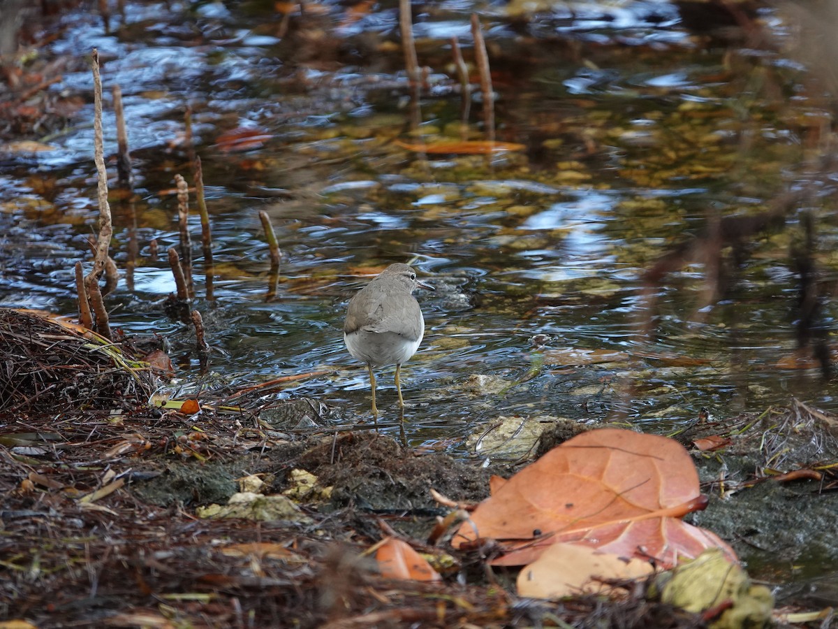 Spotted Sandpiper - ML633243722