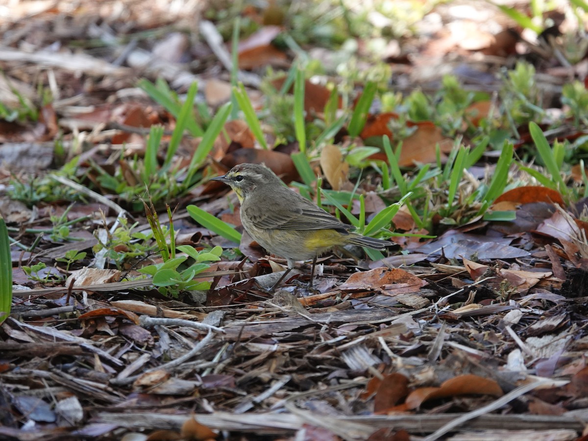 Palm Warbler - ML633243741