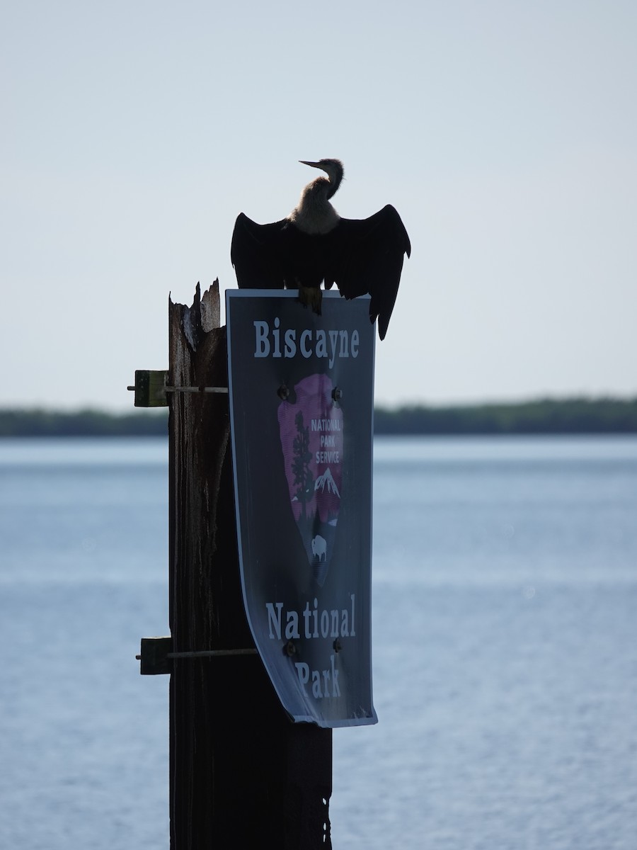 Anhinga - ML633243752