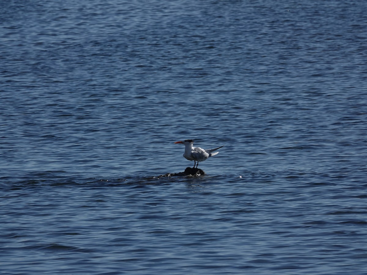 Royal Tern - ML633243763