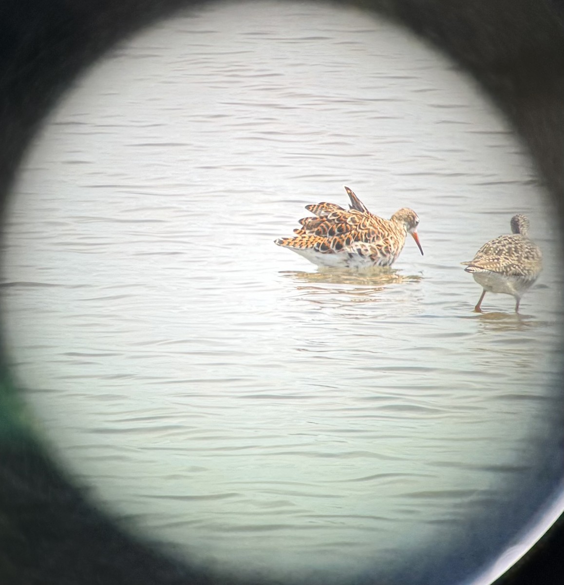 Ноцоо элсэг - ML633243771