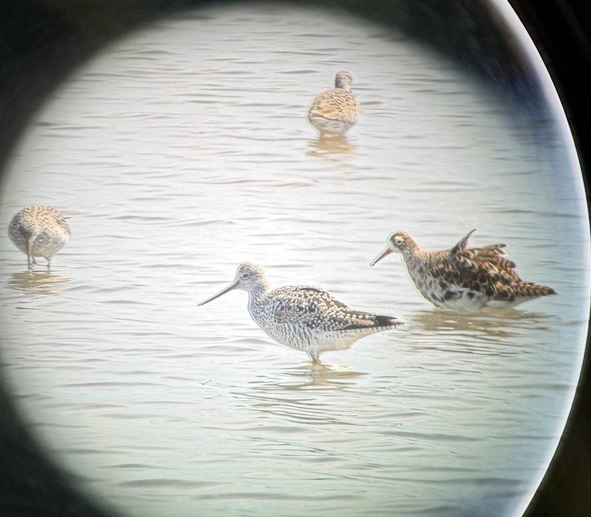 Ноцоо элсэг - ML633243772