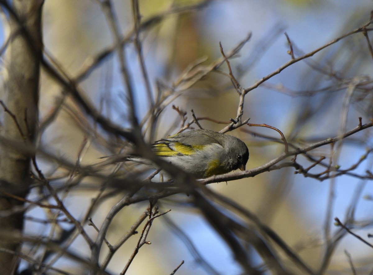 Lawrence's Goldfinch - ML633243853