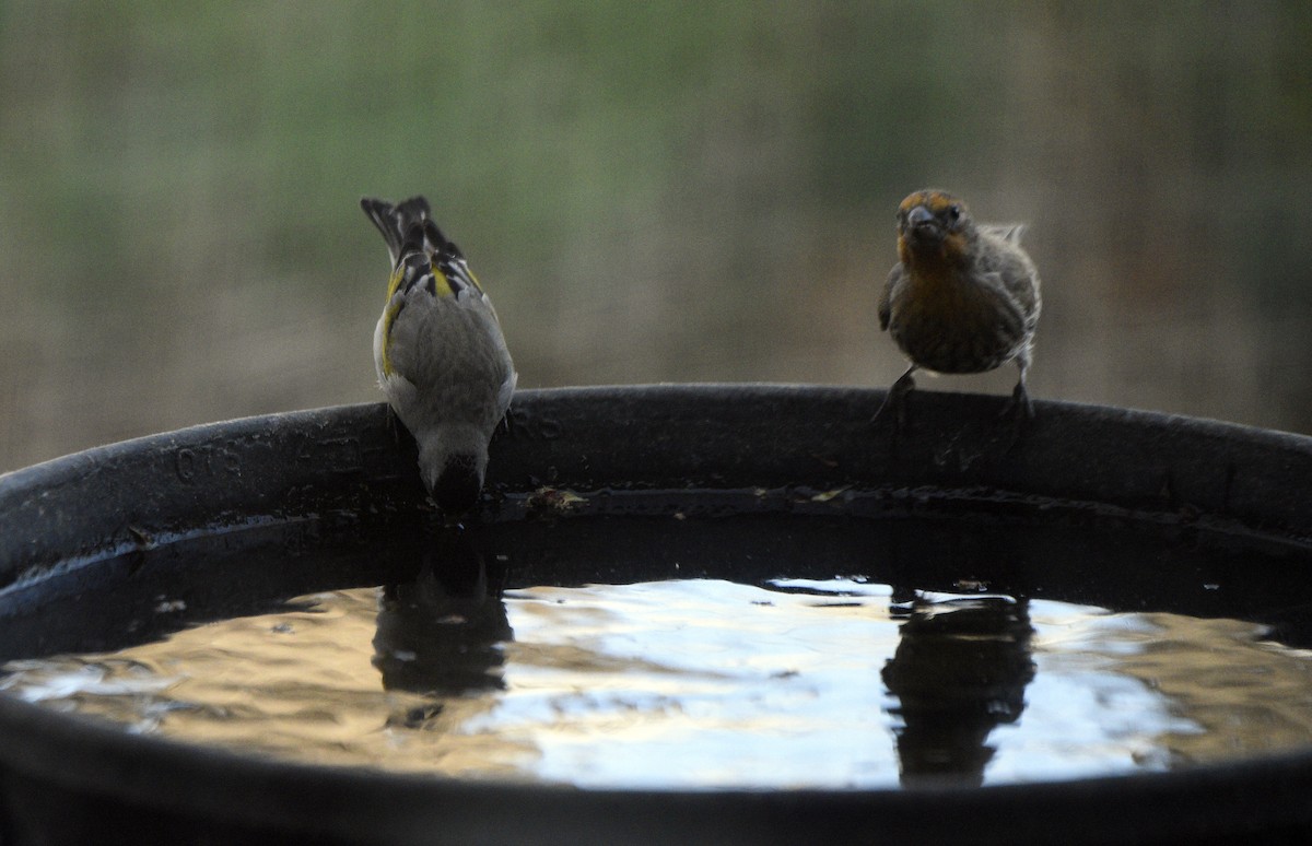 Lawrence's Goldfinch - ML633243854