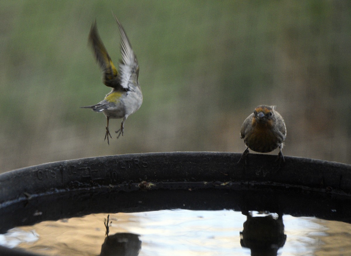 Lawrence's Goldfinch - ML633243855