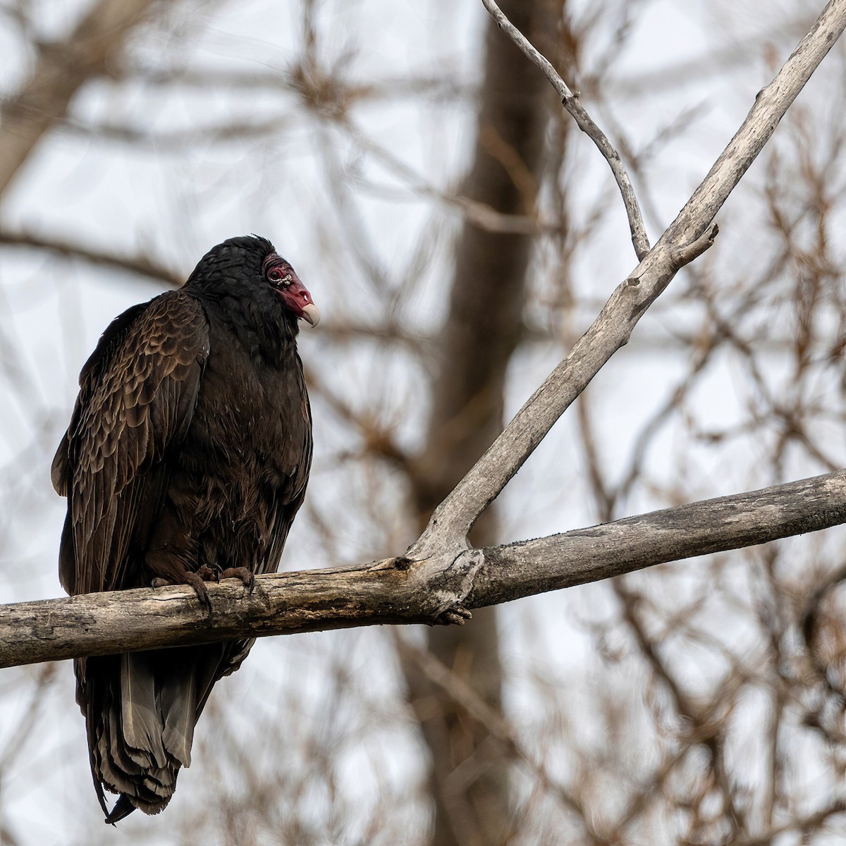 Turkey Vulture - ML633243877