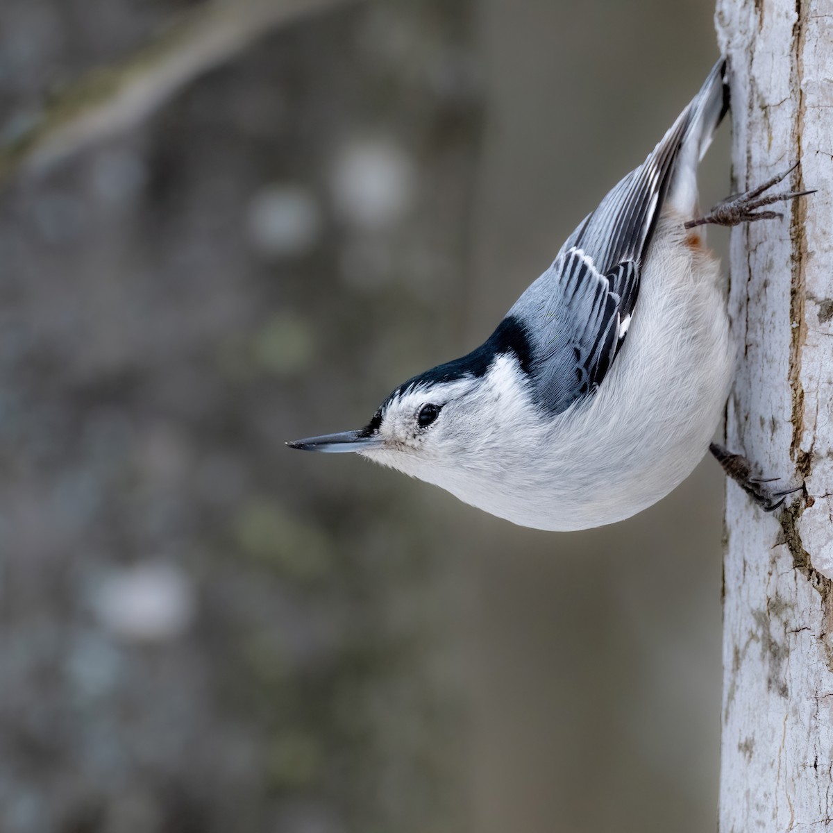 White-breasted Nuthatch - ML633243886