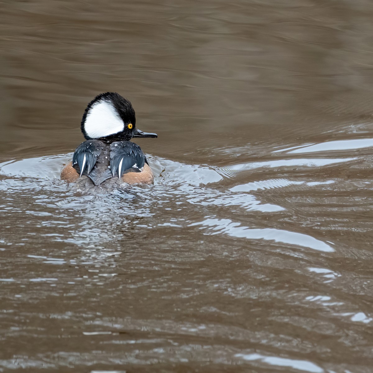 Hooded Merganser - ML633243898