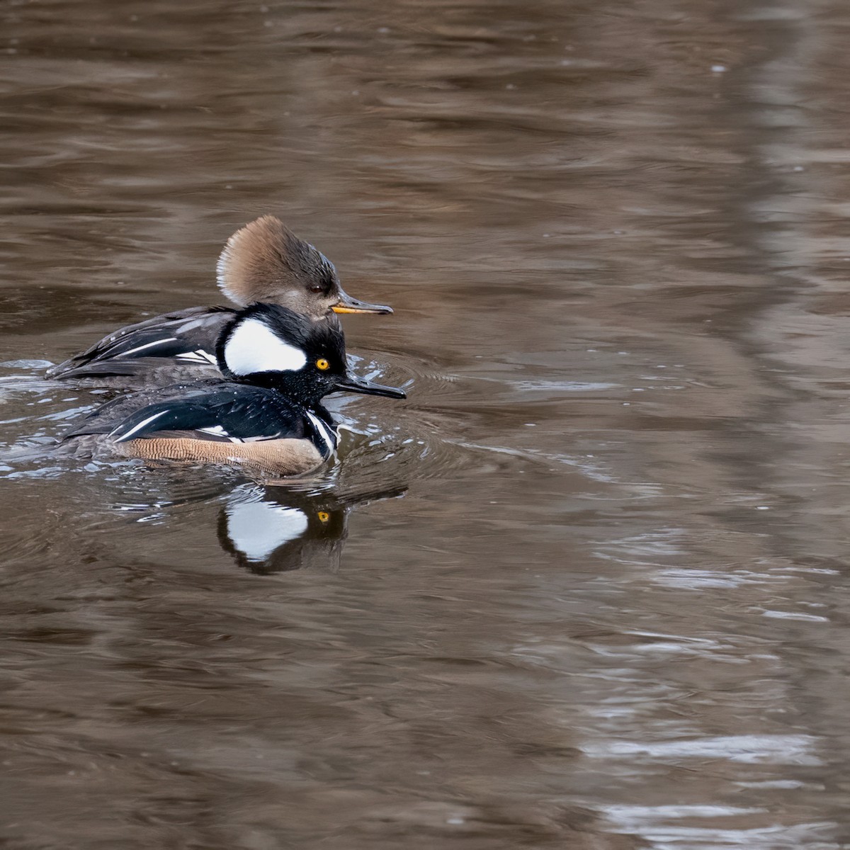Hooded Merganser - ML633243899