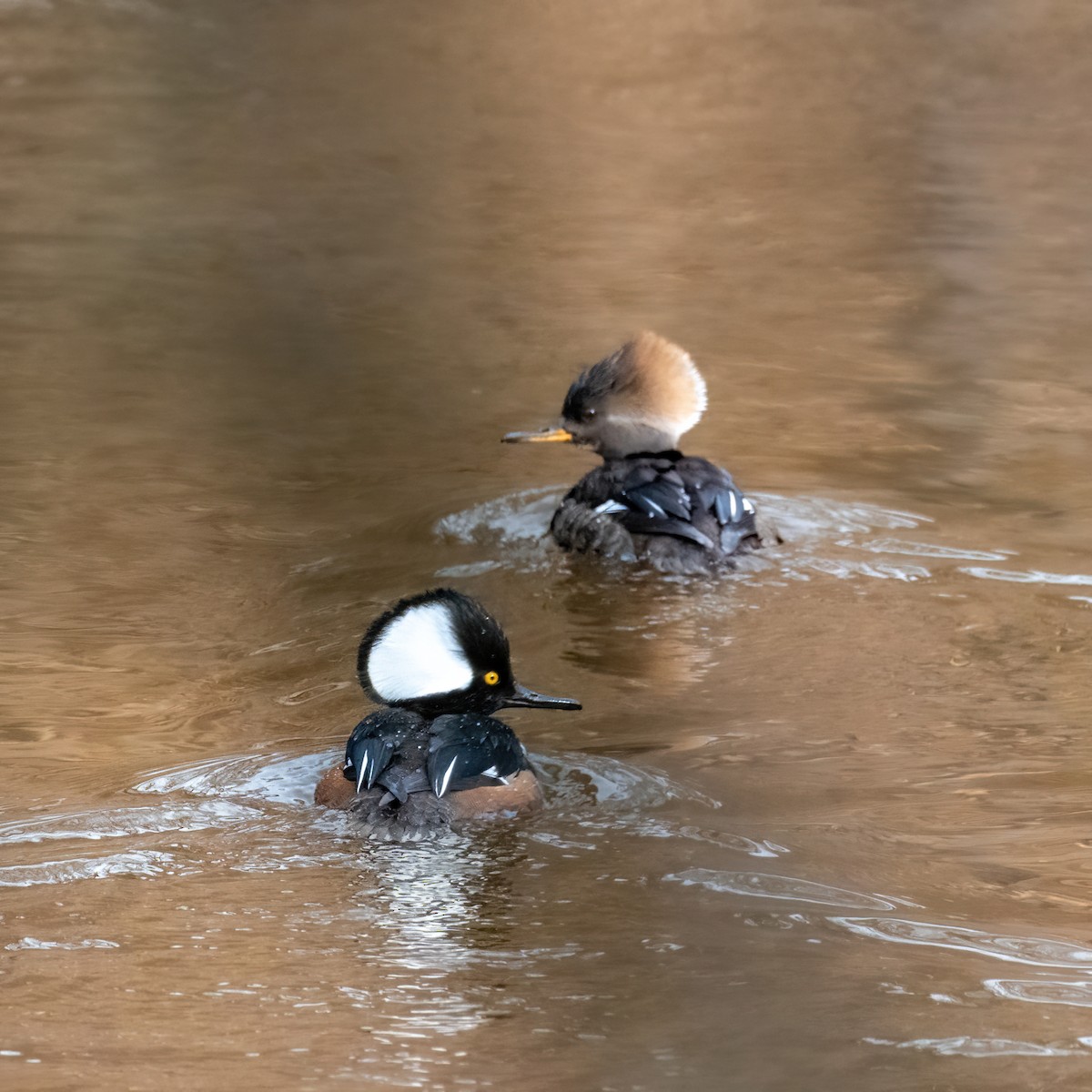 Hooded Merganser - ML633243900