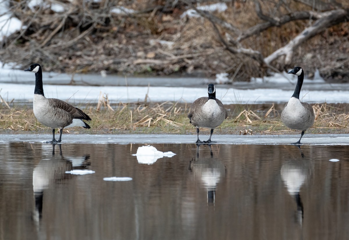 Canada Goose - ML633244016