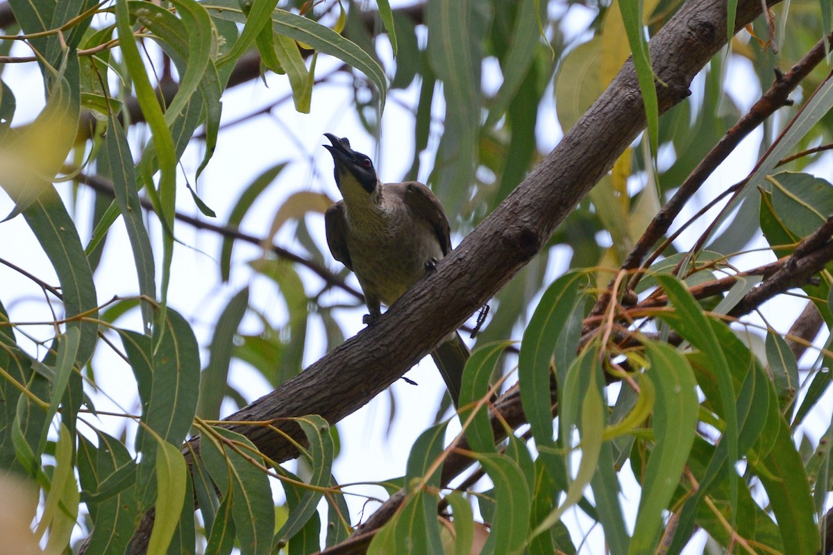 Silver-crowned Friarbird - ML633244060