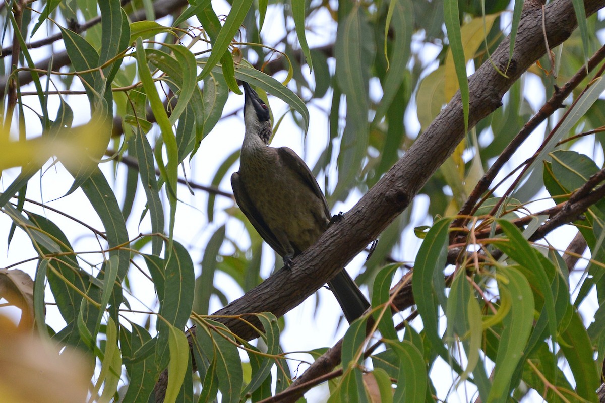 Silver-crowned Friarbird - ML633244061