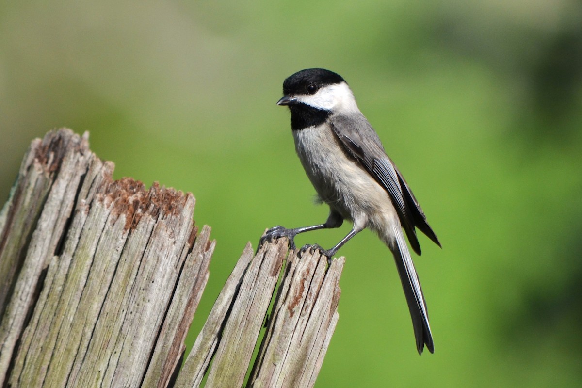 Carolina Chickadee - ML633244131