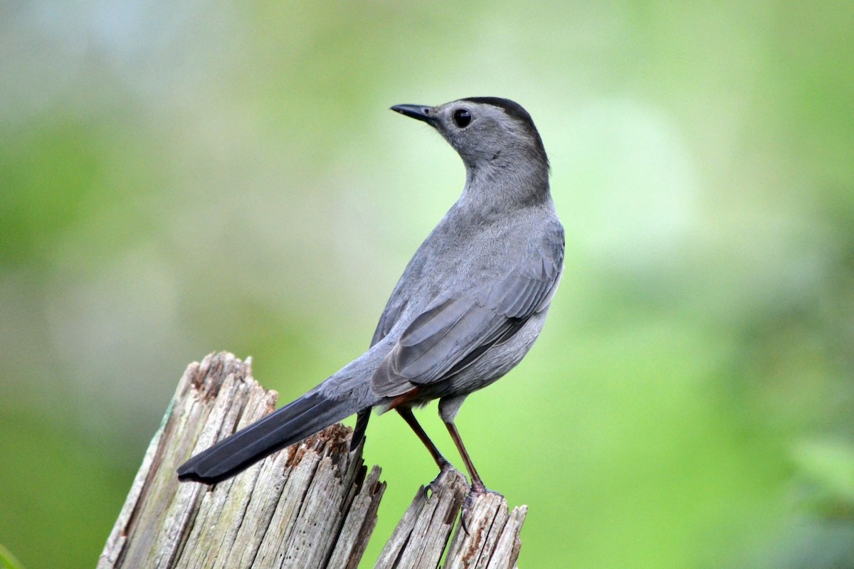 Gray Catbird - ML633244139