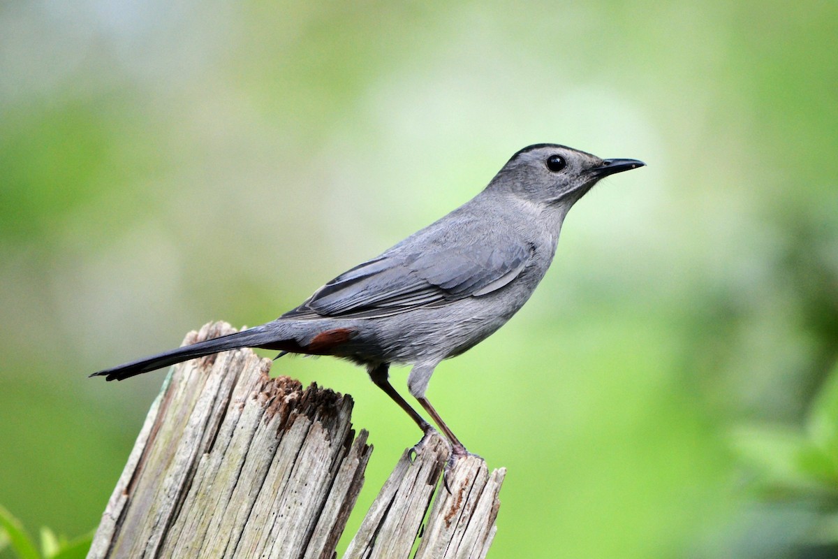 Gray Catbird - ML633244140