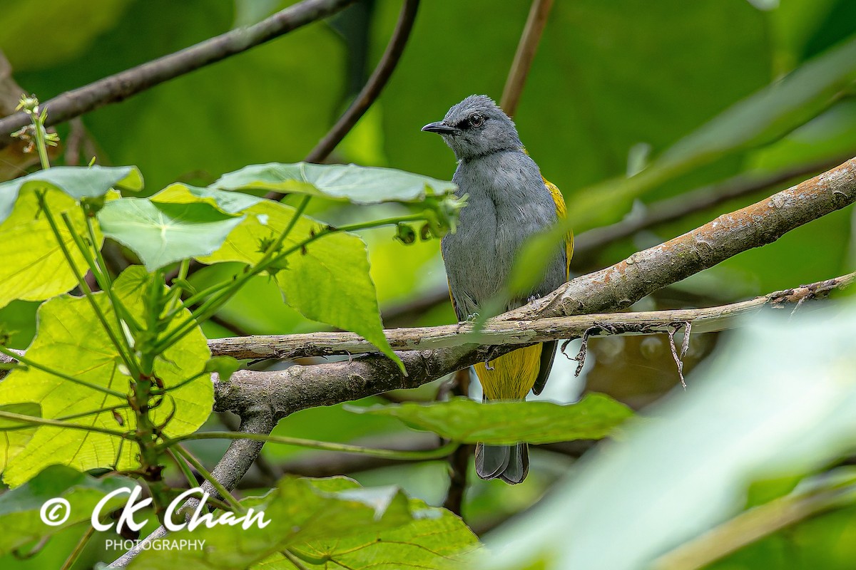 Gray-bellied Bulbul - ML633244261