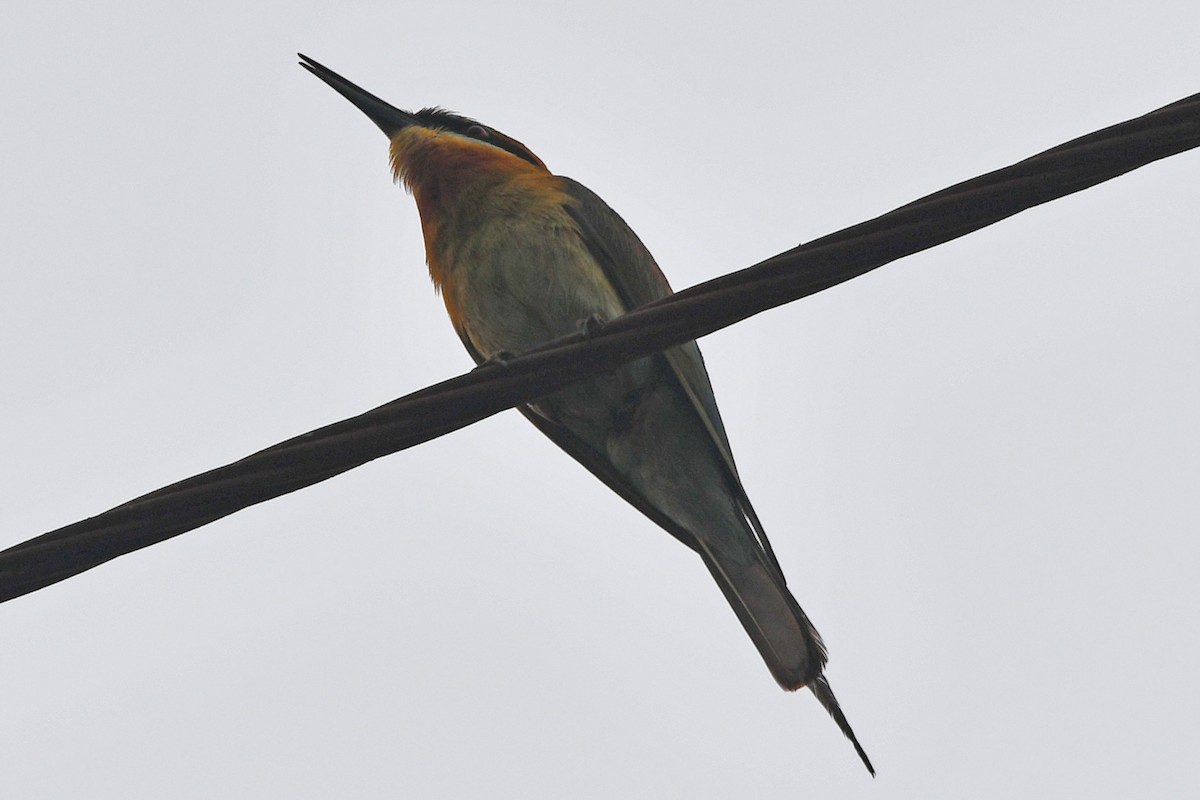Blue-tailed Bee-eater - Steve Hawes