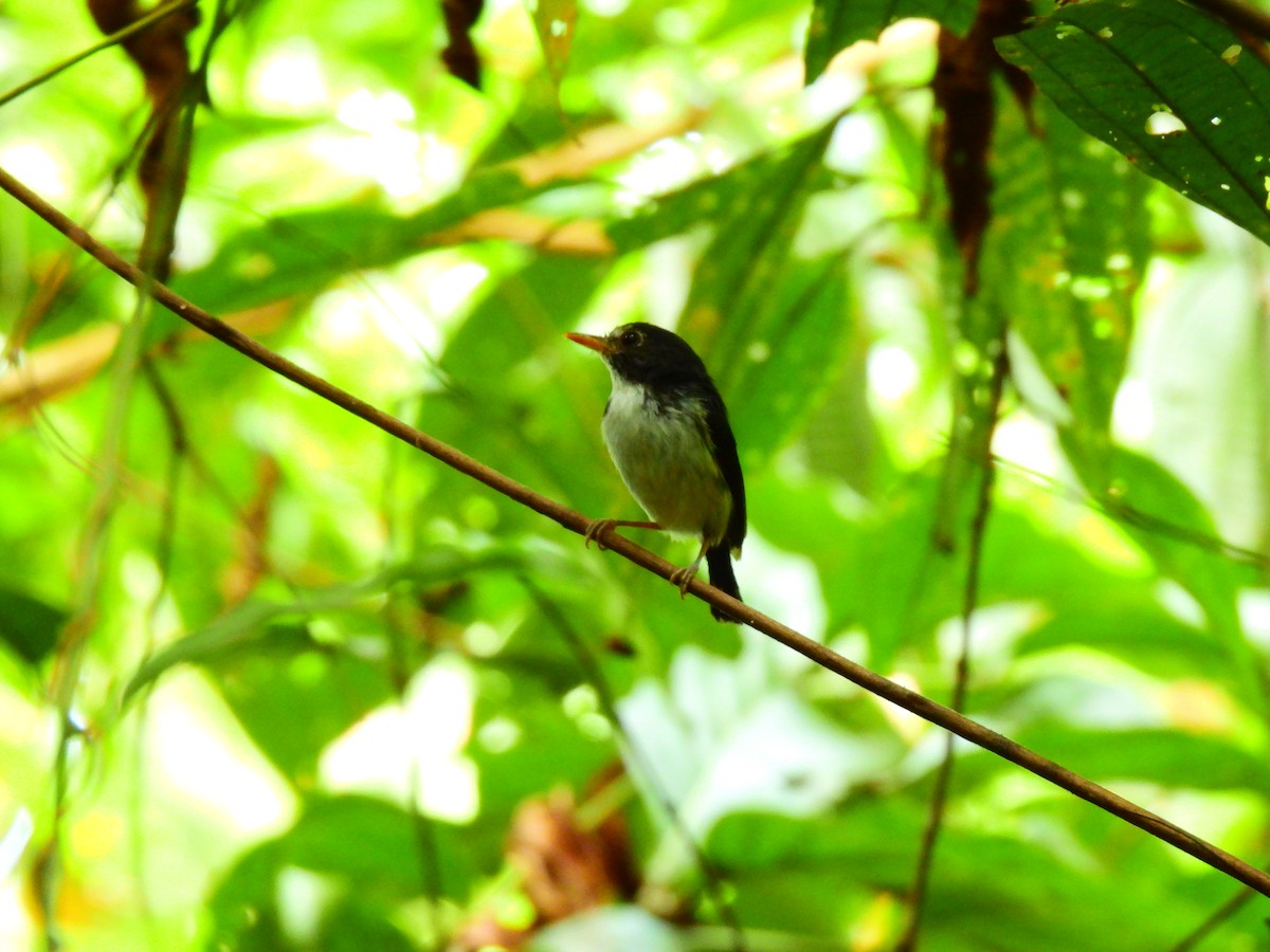 Black-and-white Tody-Flycatcher - ML633244345