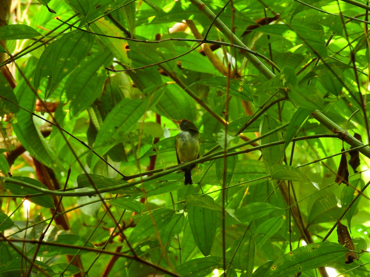 Black-and-white Tody-Flycatcher - ML633244358