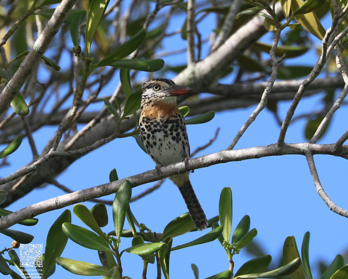 Spot-backed Puffbird (Spot-backed) - ML633244631
