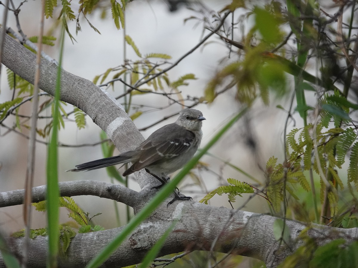 Northern Mockingbird - ML633244693