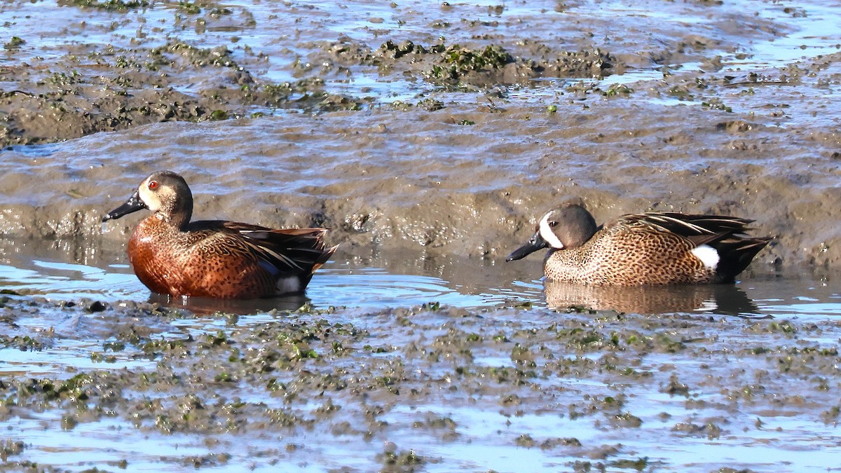Blue-winged x Cinnamon Teal (hybrid) - ML633244859