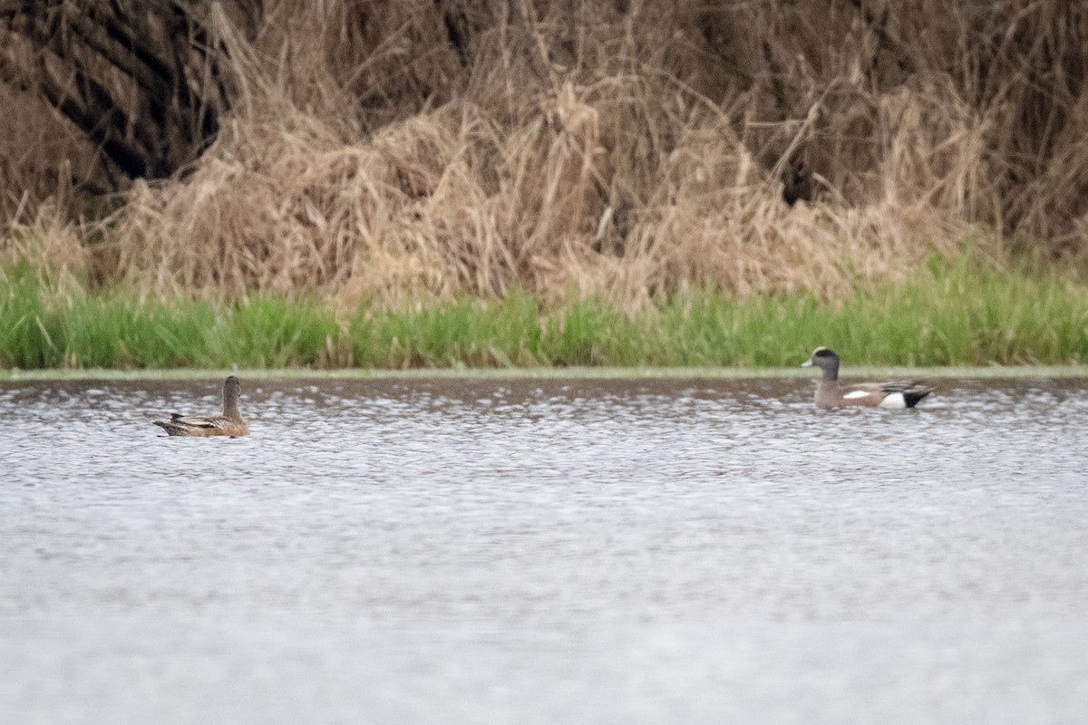 American Wigeon - ML633245007