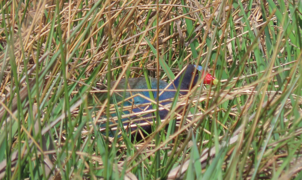 Purple Gallinule - ML633245066