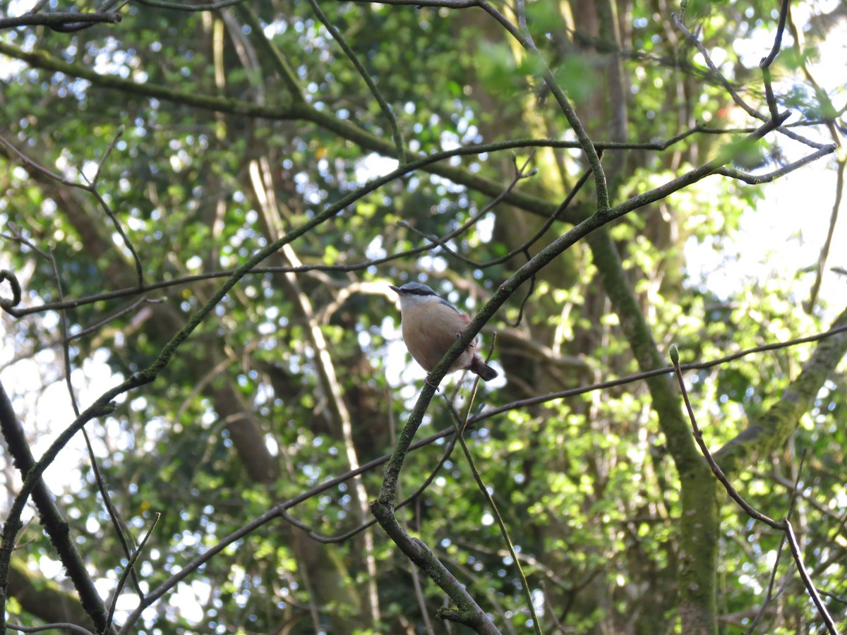 spettmeis (europaea gr.) - ML633245081