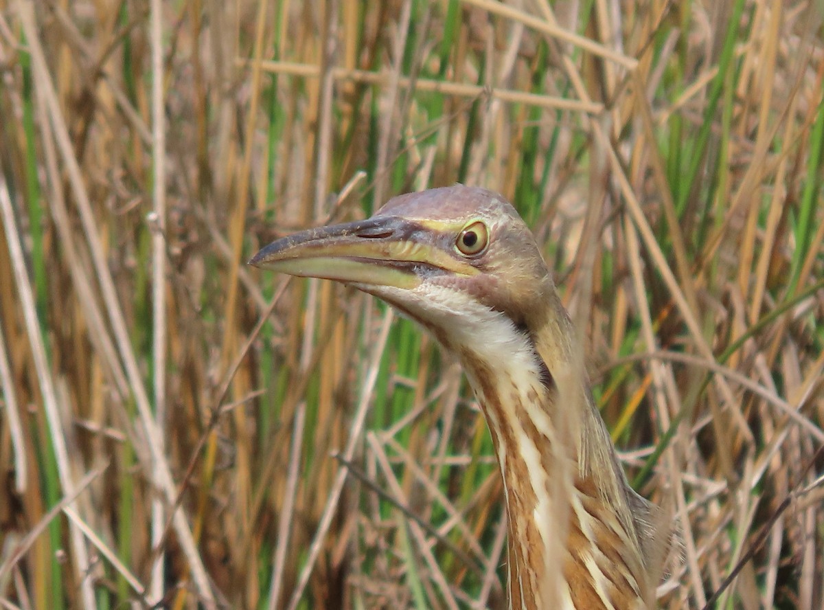 American Bittern - ML633245083