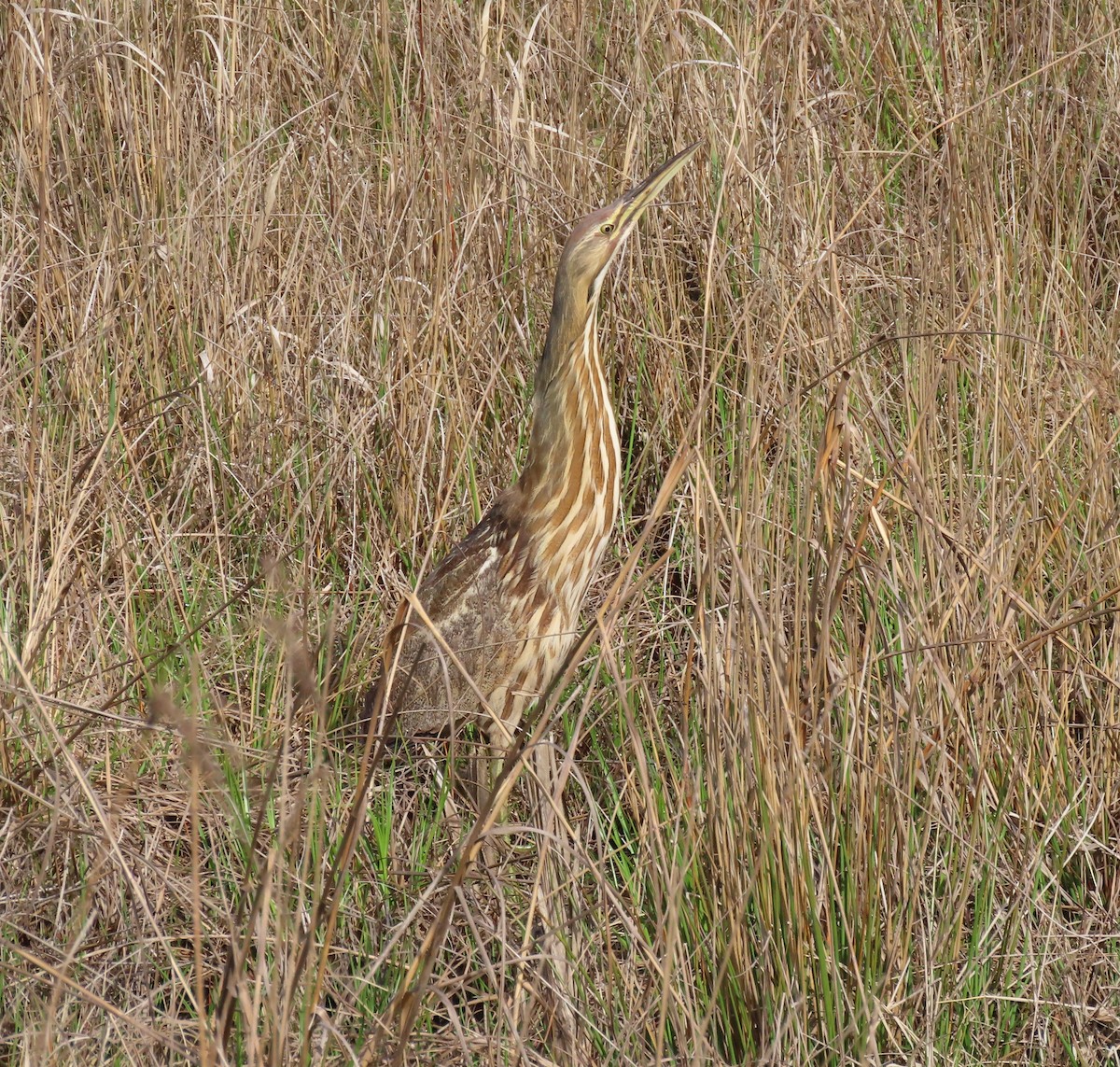 American Bittern - ML633245084
