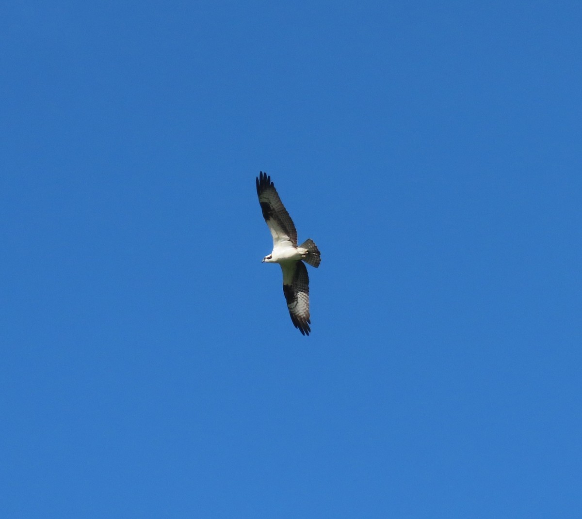 Osprey - ML633245101