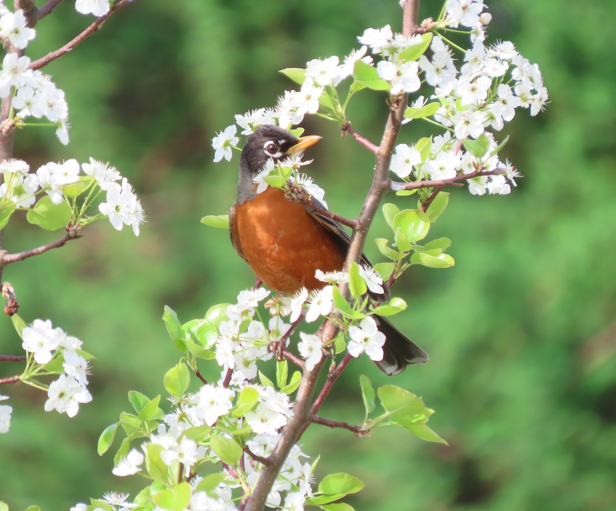 American Robin - ML633245144