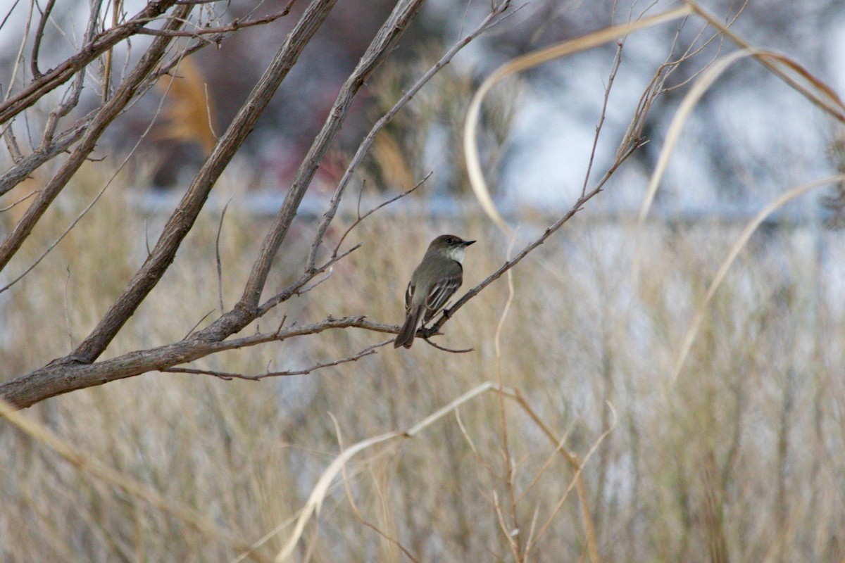 Eastern Phoebe - ML633245224