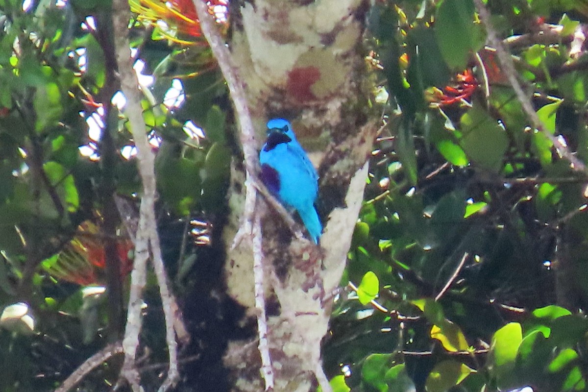 Turquoise Cotinga - ML633245242